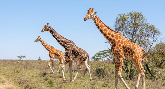 Wild giraffes herd in savannah, Kenya, Africa