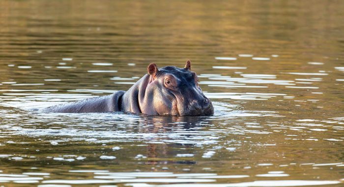 hippo pool (3)