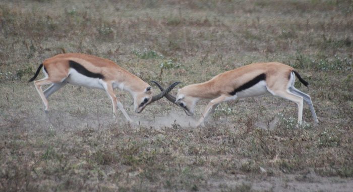 impala safari