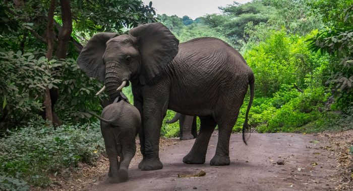lake manyara elephant
