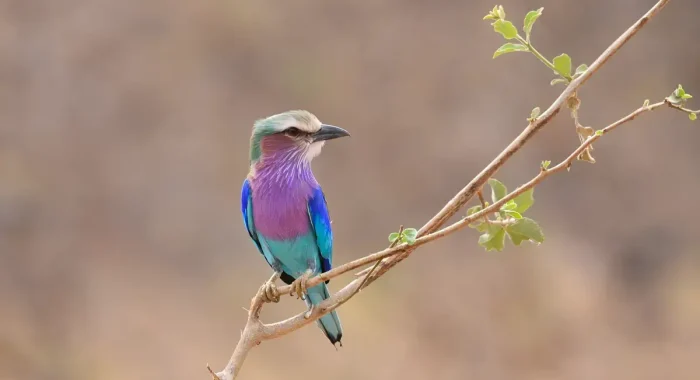 lake manyara wildlife