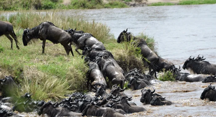 migration wildebeest 2