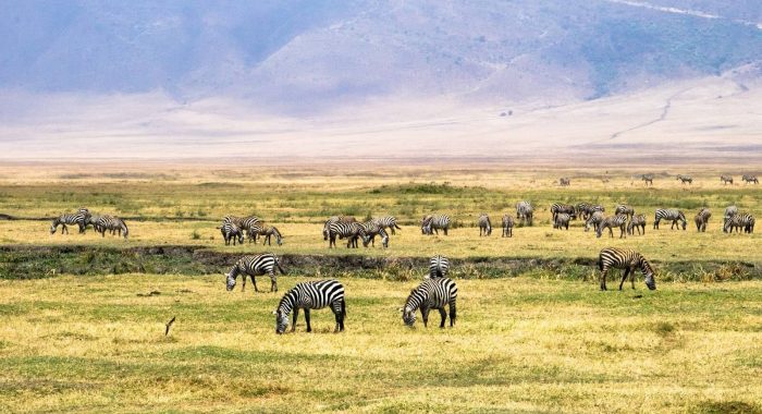 ngorongro zebra