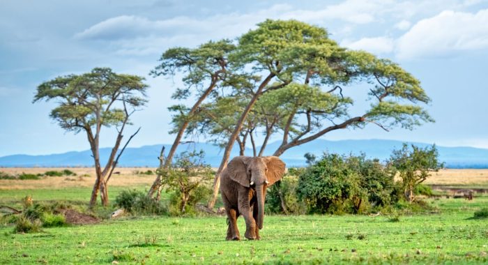 serengetinational park